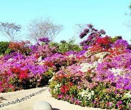 首届厦门市花文化节在园博苑开幕 鲜花盛宴持续至1月5日