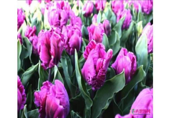 2017 广东（陈村）花卉旅游文化节终于在万众期待中开幕啦！