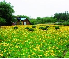 长春：宿根花卉培育成功 “金娃娃”竞相绽放那叫美