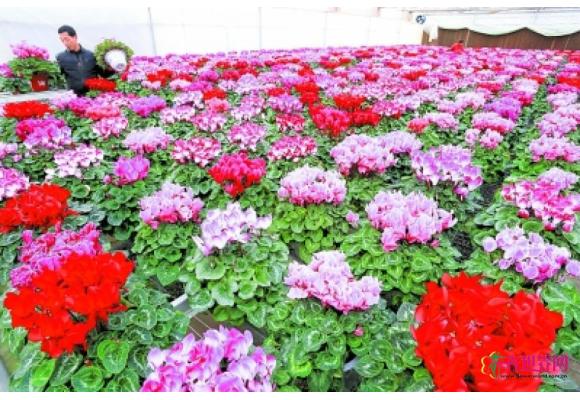 山东省即墨市移风店镇“温室鲜花”节前俏销