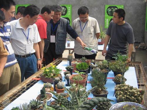 五一假期细品\"首届长三角多浆花卉展\"