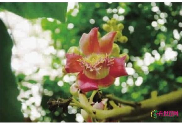 上海：辰山植物园热带植物“老茎生奇花”有惊艳