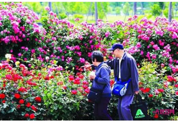 上海:辰山植物园800多种月季和你见证爱的真谛 上海:辰山植物园800多种月季和你见证爱的真谛