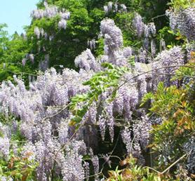 烟台：龙口南山300多年紫藤 鲜花盛开铺满山坡