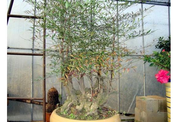竹盆景制作与养护管理