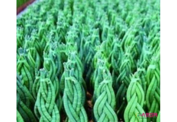 泰国新型虎尾兰出口欧洲 