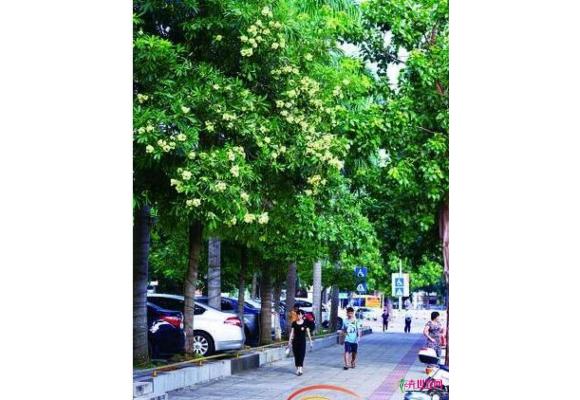 盆架子树太臭市民闹心 海口园林：以后一般不会再种