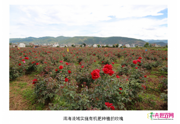 云南大理:花卉产业发展与农业面源污染防控实现双赢 云南大理:花卉产业发展与农业面源污染防控实现双赢