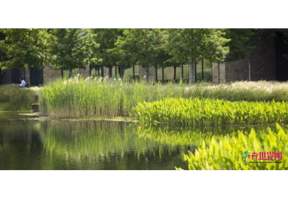福州推广生态驳岸为水生植物“筑家” 福州推广生态驳岸为水生植物“筑家”