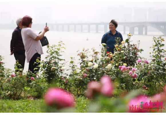 南昌“月季满城”花苗大半要外购 