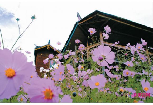 昆明:本地植物受威胁 外来波斯菊被误认格桑花 昆明:本地植物受威胁 外来波斯菊被误认格桑花