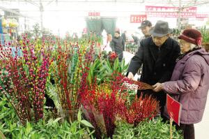 郑州：染色银柳成亮点