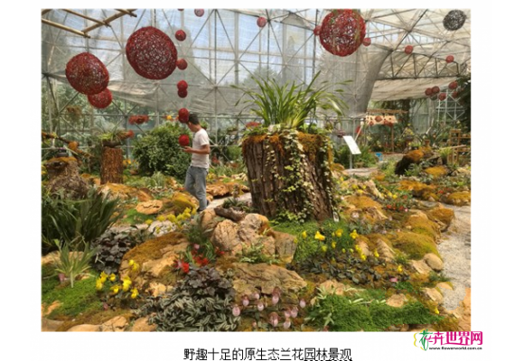 昆明：“兜兰科普体验馆”珍奇名兰争奇斗艳