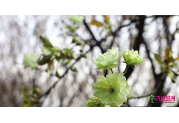 湖南：长沙理工大发现的绿樱 省森林植物园也有3株