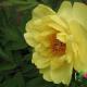 金童玉女