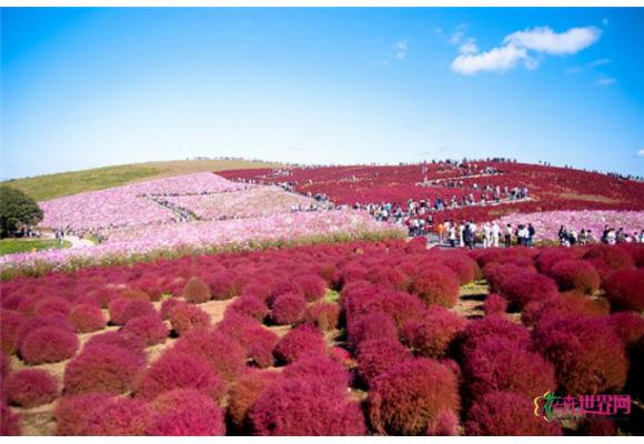 花卉天堂 流连日本日立海滨公园