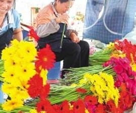 凌云花卉产业作为助农增收的新兴产业