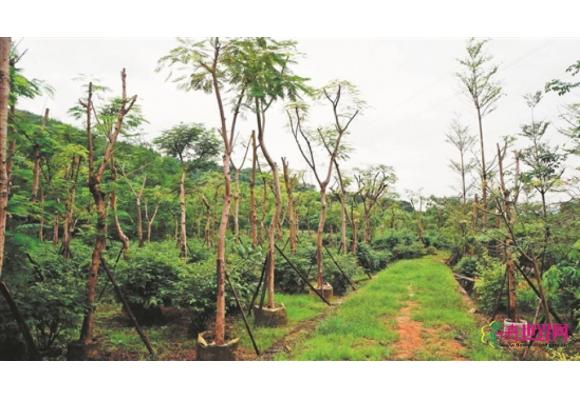 福建:上下齐心重建 运营步入正轨 福建:上下齐心重建 运营步入正轨