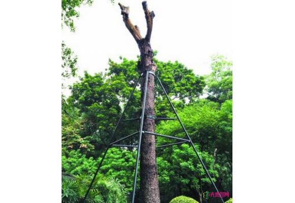 孙中山手植树被制成广州第一棵死亡古树活标本