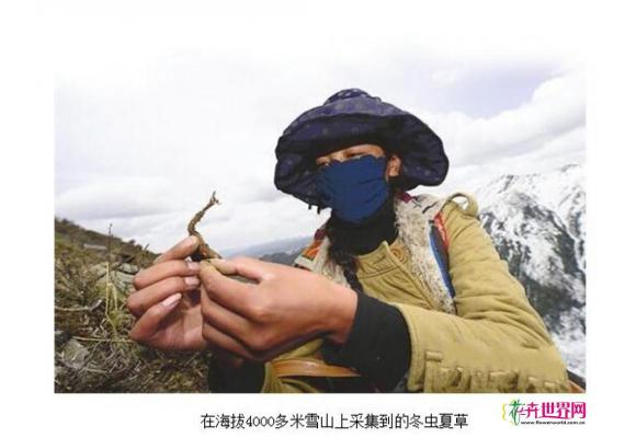 中科院植物学专家揭秘冬虫夏草