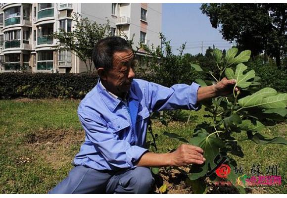 苏州:退休工程师义务植树 5年种出景观长廊 苏州:退休工程师义务植树 5年种出景观长廊