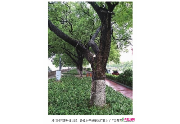长沙：被景观灯锁身 “老树，你疼吗？”