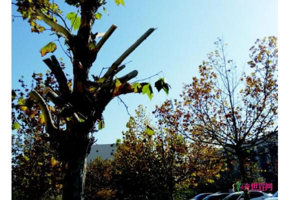 因枝叶遮光居民砍伐行道树