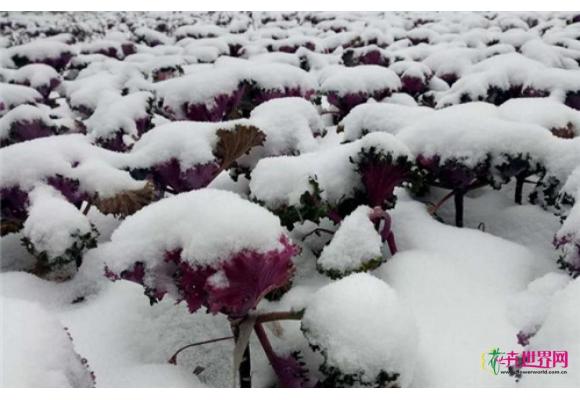 中东部地区迎今冬最强降雪,多地拉响暴雪警报 中东部地区迎今冬最强降雪,多地拉响暴雪警报
