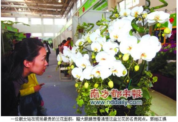 07第六届中国国际植物展：“熊猫”蝴蝶兰