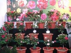 本届植物展亮点纷呈 精彩不断