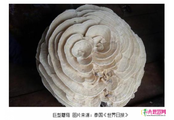 泰国现巨型蘑菇形似玫瑰 村民视作吉祥物