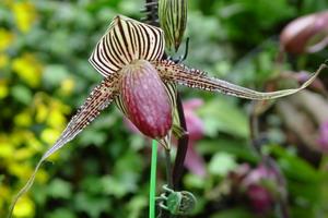 “兜兰之王”与“兜兰之后”同时现身上海花展