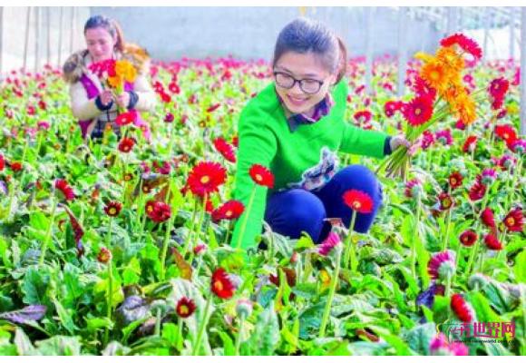 江苏：连云港赣榆区鲜切花年产值超过5亿元