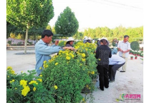 甘肃：兰州植物园办菊花展为国庆添彩