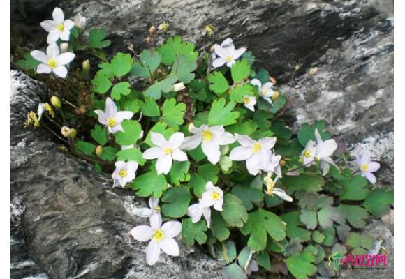 四川：彭州发现中国特有种 濒危植物距瓣尾囊草