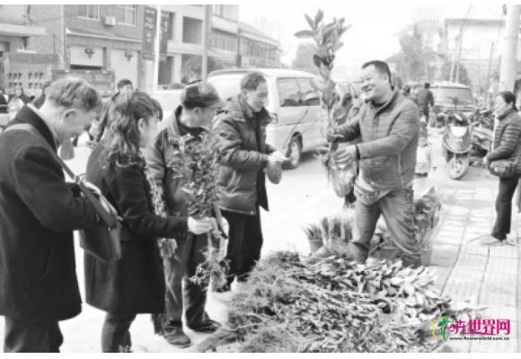 浙江建德：苗木赶“大集”花果齐全卖得好