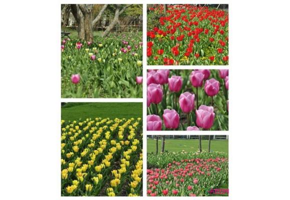 上海：郁金香观赏渐入佳境 球根花卉全面盛放