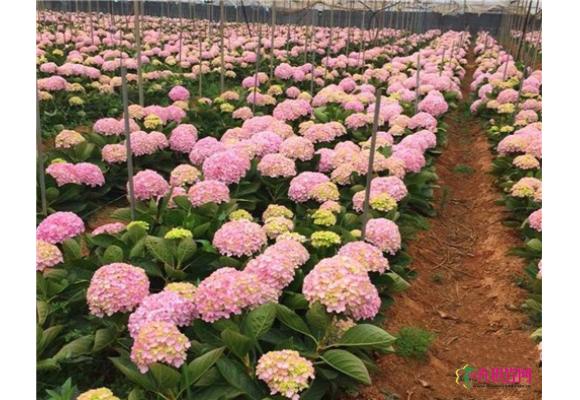 滇产切花绣球质量下降 部分每枝只卖1-2元