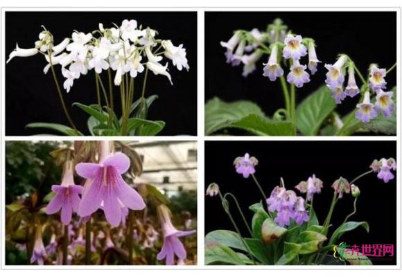 我国四个苦苣苔新品种获国际登录 