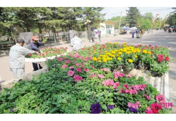 辽宁：鞍山公园鲜花大道 迎“五一”