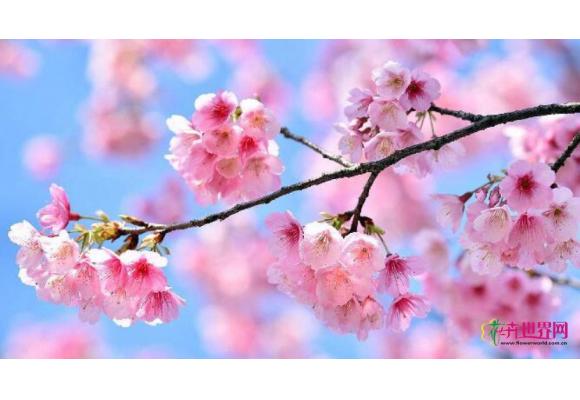 市场上樱花700种，中国樱花呼声高