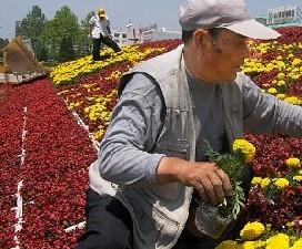 山东荣成：3000盆花卉盆景新换装 景致更漂亮（图）