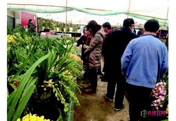 西安：花卉市场公务消费冷了 大众消费热了