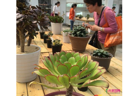 无锡:首届多肉植物展成交额将突破1亿元 无锡:首届多肉植物展成交额将突破1亿元