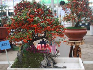 第26届陈村迎春花市即将喜庆开锣