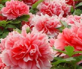 2010菏泽国际牡丹花4.16至5月上旬隆重举办