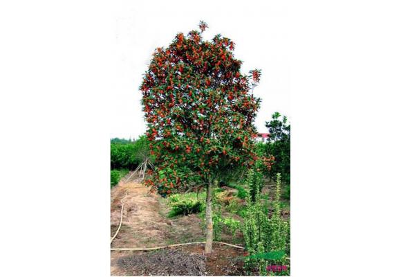 浙江东阳：年底红桂花、茶花工程需求量大 行情走好