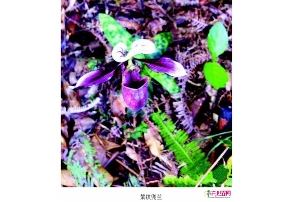 兰科植物紫纹兜兰在惠东首次发现 属一级保护植物