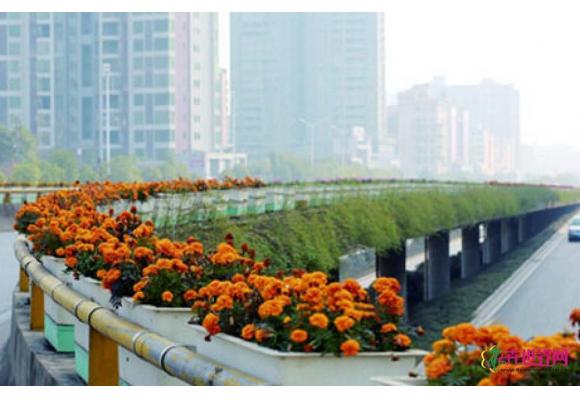 湖南:衡阳街头10万盆鲜花含喜迎新年 湖南:衡阳街头10万盆鲜花含喜迎新年