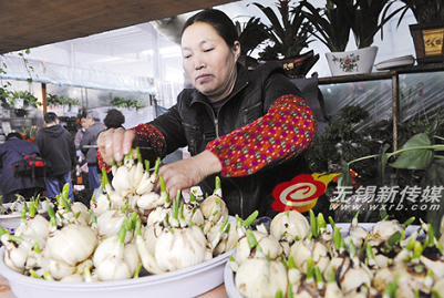 天气渐冷无锡市场“水仙”热卖 深受市民喜爱